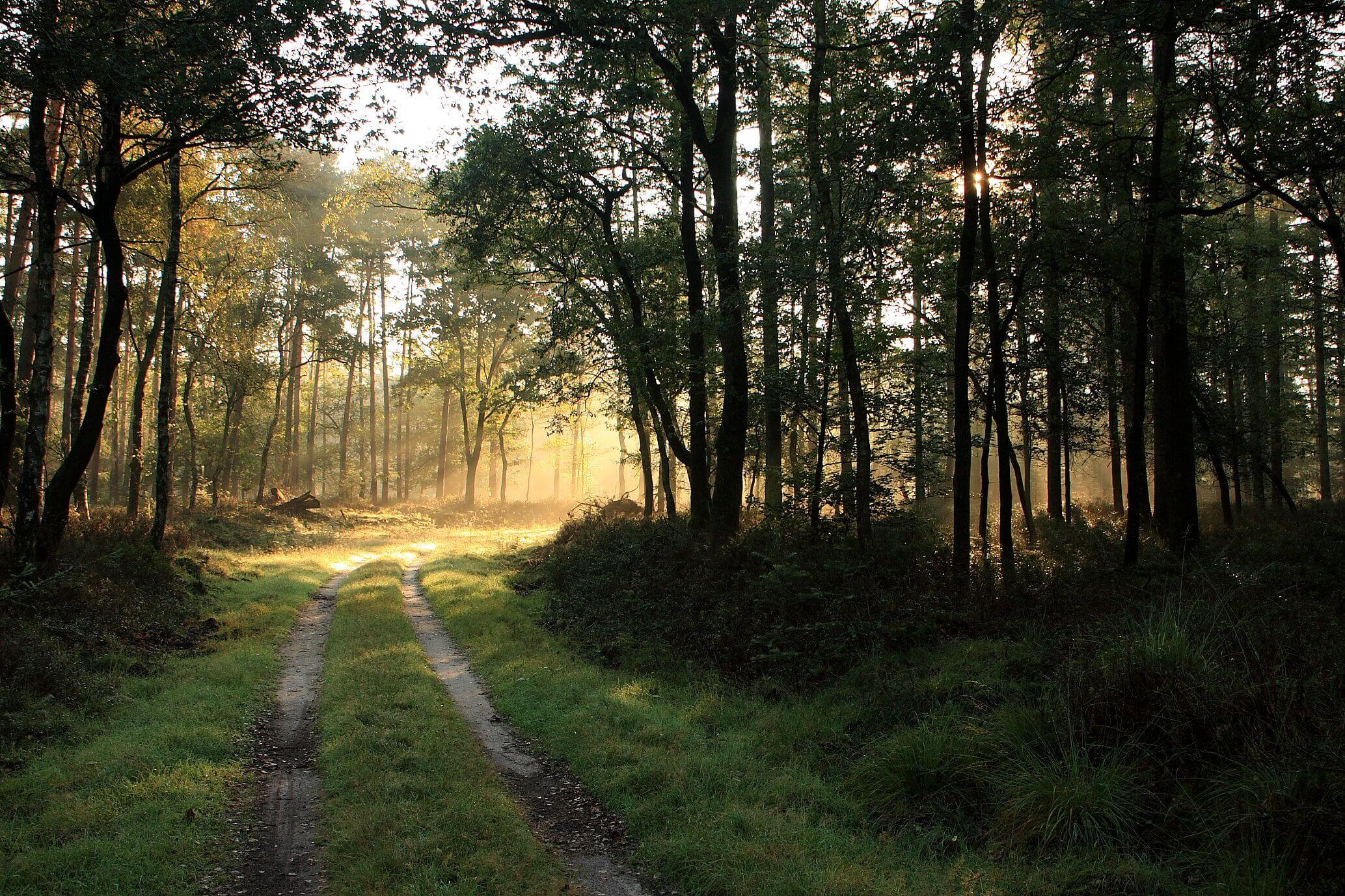 foto van een bos met bomen en zonlicht